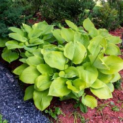 Funkia (hosta) SUM AND SUBSTANCE - sadzonki w doniczkach