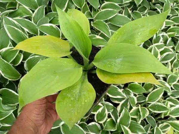 Funkia (hosta) SUM AND SUBSTANCE - sadzonki w doniczkach P13