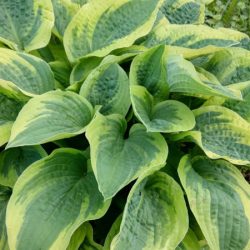 Funkia (hosta) WIDE BRIM - sadzonki w doniczkach