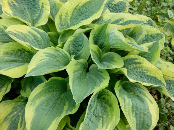 hosta-funkia-wide-brim-sadzonki-7-cc Funkia (hosta) WIDE BRIM - sadzonki w doniczkach