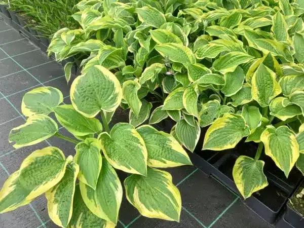 hosta-funkia-wide-brim-sadzonki-w-doniczkach-p11 Funkia Hosta WIDE BRIM - sadzonki w doniczkach P11
