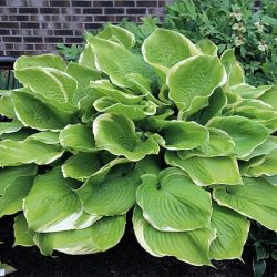 Funkia (hosta) WINTER SNOW - sadzonki w doniczkach