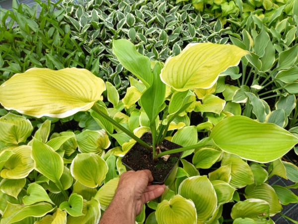 Funkia (hosta) WINTER SNOW - sadzonki w doniczkach P13