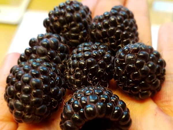 malina-purpurowa-heban-sadzonki-2 Malina purpurowa HEBAN - sadzonki