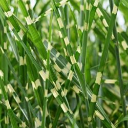 Miskant chiński LITTLE ZEBRA - sadzonki w doniczkach