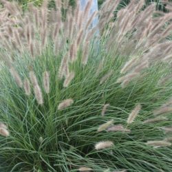 Rozplenica japońska LADY U - sadzonki w doniczkach