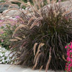 Rozplenica szczecinkowata RUBRUM - sadzonki w doniczkach