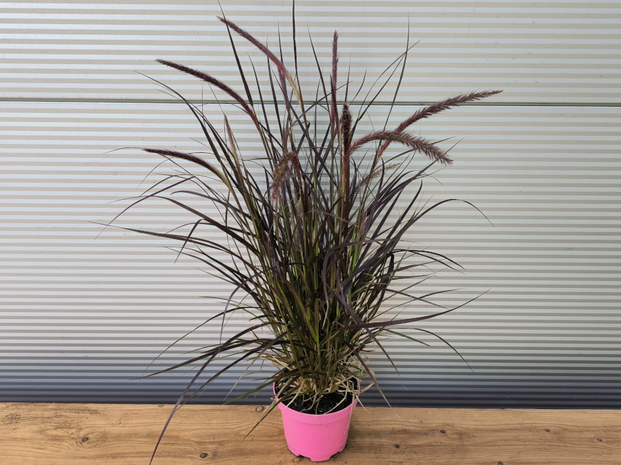 rozplenica-szczecinkowata-rubrum-sadzonki-c2 Rozplenica szczecinkowata RUBRUM - sadzonki w doniczkach C2