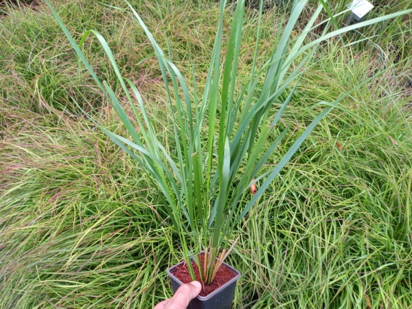 Trzcinnik ostrokwiatowy KARL FOERSTER - sadzonki w doniczkach P9