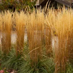 Trzcinnik ostrokwiatowy KARL FOERSTER - sadzonki w doniczkach