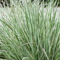 Trzcinnik ostrokwiatowy OVERDAM - sadzonki w doniczkach