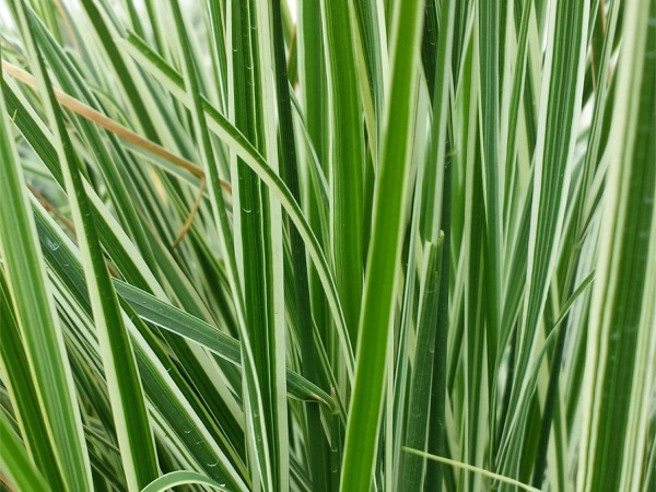 Trzcinnik ostrokwiatowy OVERDAM - sadzonki w doniczkach