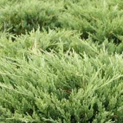 Jałowiec płożący ANDORRA COMPACT - sadzonki