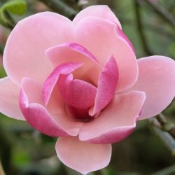 Magnolia Soulange'a RUSTICA RUBRA - sadzonki