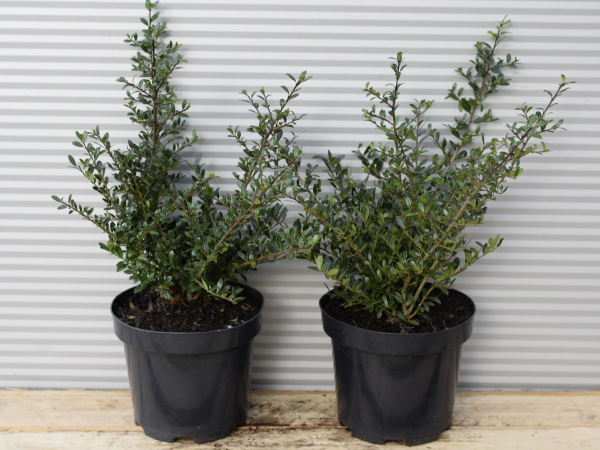 Ostrokrzew karbowanolistny STOKES - sadzonki w doniczkach C2,5