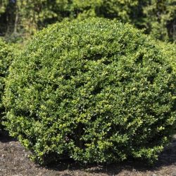 Ostrokrzew karbowanolistny STOKES - sadzonki w doniczkach