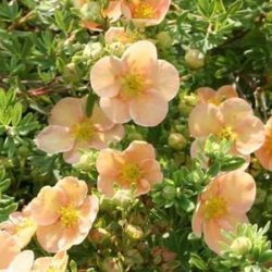 Pięciornik krzewiasty DAYDAWN - sadzonki