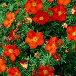 Pięciornik krzewiasty MARIAN RED ROBIN 'Marrob' - sadzonki w doniczkach