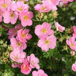 Pięciornik krzewiasty NEW DAWN - sadzonki