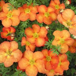 Pięciornik krzewiasty RED ACE - sadzonki