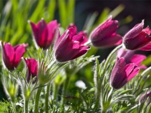 Kwiaty wiosenne, zwiastuny wiosny - najpopularniejsze rośliny kwitnące wiosną