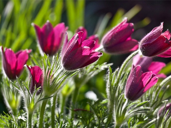 Kwiaty wiosenne, zwiastuny wiosny - najpopularniejsze rośliny kwitnące wiosną