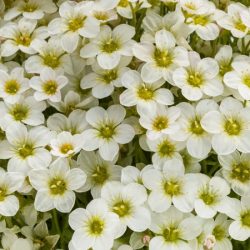 Skalnica arendsa TOURAN LARGE WHITE - sadzonki