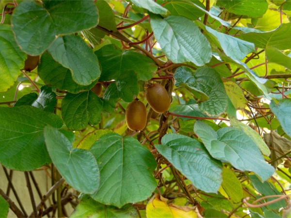 Aktinidia smakowita (mini-kiwi) - sadzonki