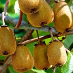 Aktinidia smakowita (mini-kiwi) - sadzonki