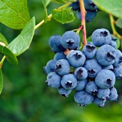 Borówka amerykańska BONIFACY - sadzonki 3-letnie