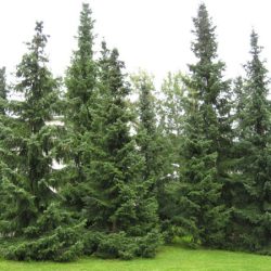 Świerk serbski - sadzonki w doniczkach