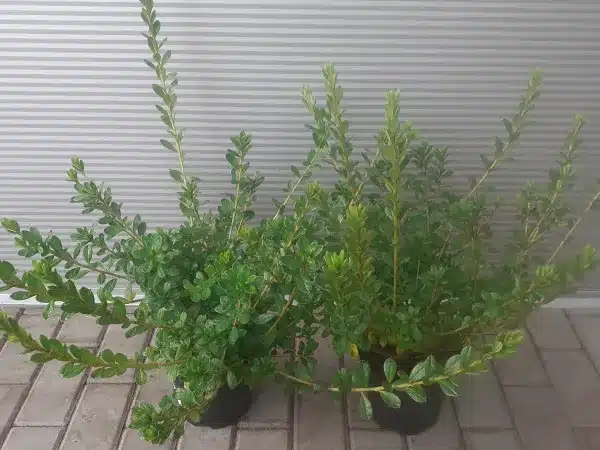 Azalia japońska PLEASANT WHITE - sadzonki w doniczkach C3