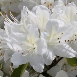 Azalia japońska PLEASANT WHITE - sadzonki w doniczkach