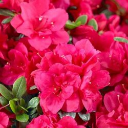 Azalia japońska TORNELLA - sadzonki w doniczkach