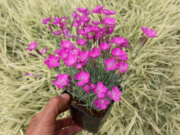 Goździk siny - sadzonki w doniczkach P9