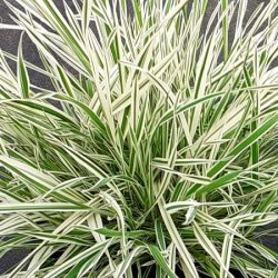 Kłosówka miękka JACKDAWS CREAM - sadzonki w doniczkach