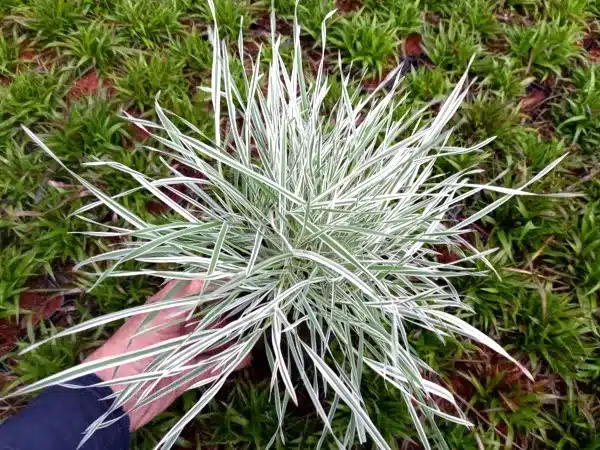 Kłosówka miękka JACKDAW'S CREAM - sadzonki w doniczkach P11