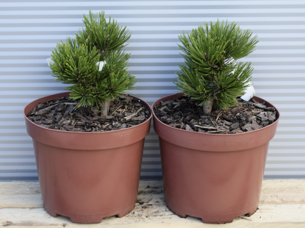 sosna-bosniacka-schmidtii-c5 Sosna bośniacka SCHMIDTIII - sadzonki w doniczkach C5