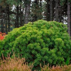 Sosna kosodrzewina MOPS - sadzonki w doniczkach