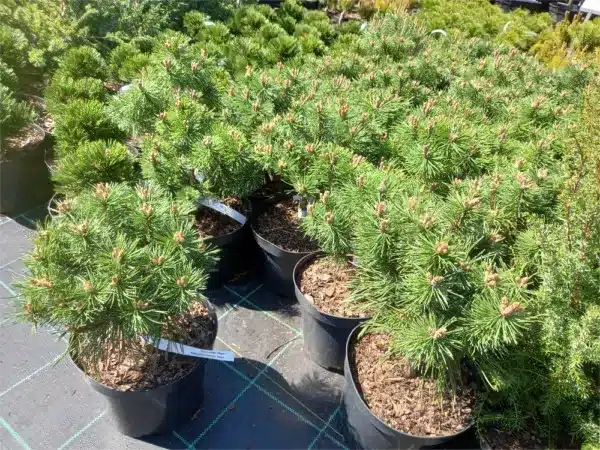 Sosna kosodrzewina MOPS - sadzonki w doniczkach C5