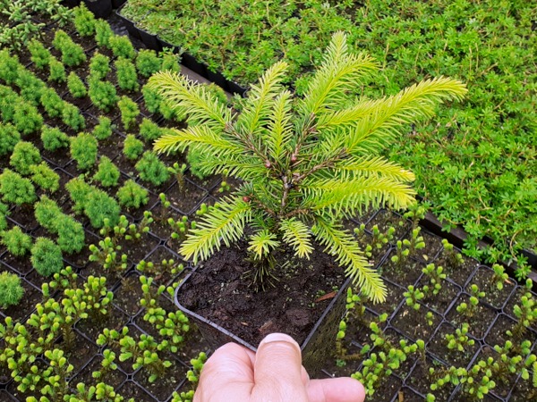 Świerk pospolity NIDIFORMIS - sadzonki w doniczkach P9