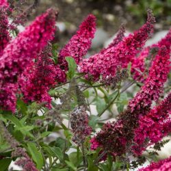 Budleja 'Prince Charming' MONARCH - sadzonki w doniczkach