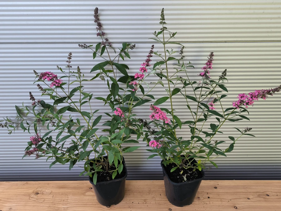 Budleja 'Prince Charming' MONARCH - sadzonki w doniczkach C2