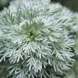 Bylica Schmidta SILVER MOUND - sadzonki w doniczkach