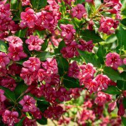 Krzewuszka cudowna BRISTOL RUBY - sadzonki