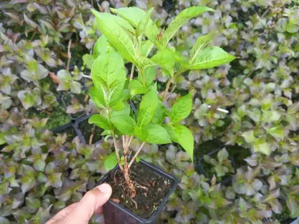 krzewuszka-cudowna-bristol-ruby-sadzonki-P9 Krzewuszka cudowna BRISTOL RUBY - sadzonki w doniczkach P9