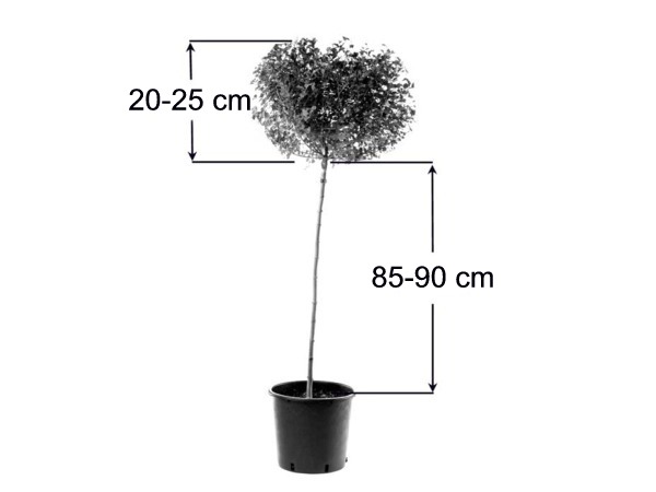 Krzewuszka cudowna (na pniu)