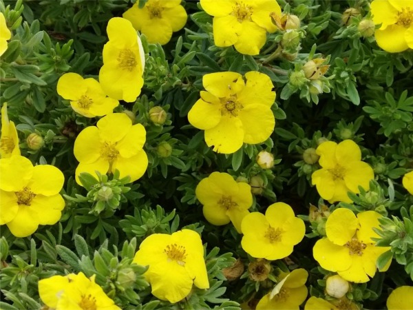 pieciornik-krzewiasty-kobold-sadzonki-5 Pięciornik krzewiasty KOBOLD - sadzonki w doniczkach