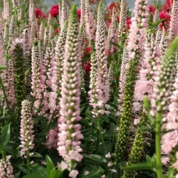 Przetacznik długolistny FIRST CHOICE - sadzonki w doniczkach