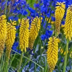 Trytoma BANANA POPSICLE - sadzonki w doniczkach